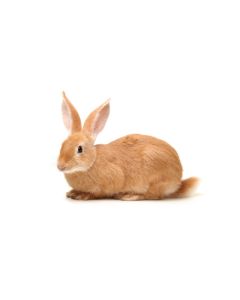 Live Rabbit (Large)