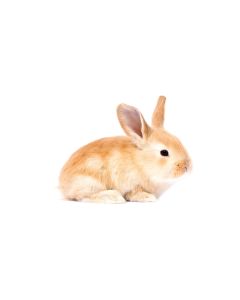 Small live rabbit for falcons