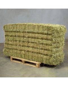 big sudani jett grade A 550 kg