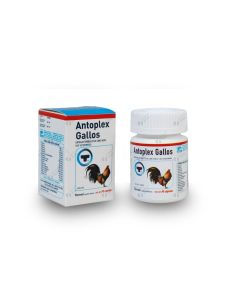 Antaoplex gallos 