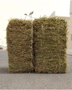 Iraqi alfalfa Grade B
