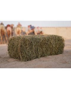 Doha Alfalfa