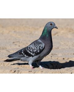 Pigeon 