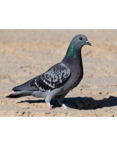 Pigeon