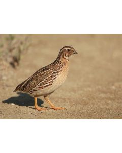 Ferry bird- Quail