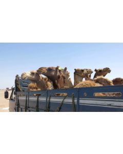 camel transportation