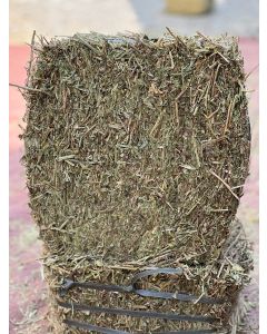 Pakistani Hay Penaut 