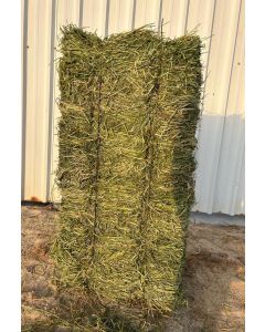 Iraqi alfalfa 