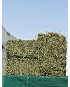 Doha alfalfa 