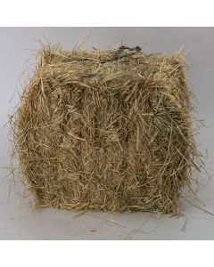 Pakistani Rhodes medium Quality