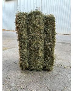 Sudani Alfalfa grade B