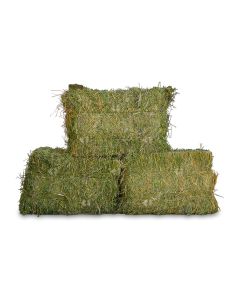 Egyptian Alfalfa new