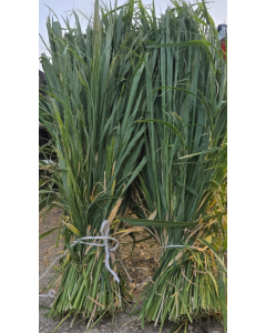 Panicum